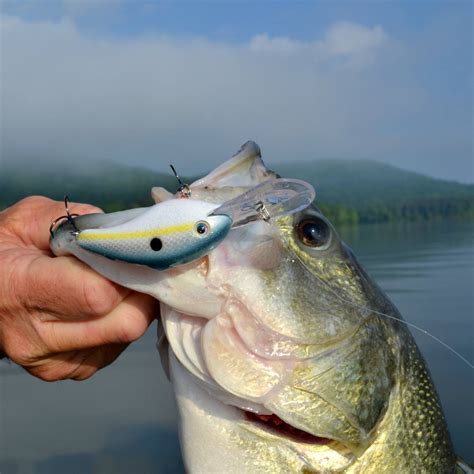 lured fishing|Lured Fishing (@lured.